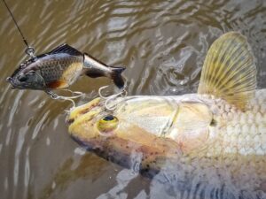 Pêche aïmara au swimbait