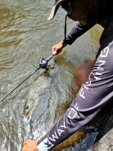 Pêche aïmara en casting en guyane