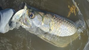 Tarpon de Martinique