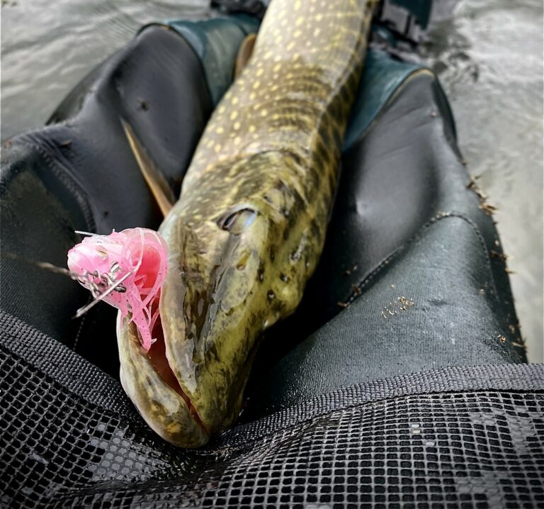 Ma sélection de leurres pour la pêche du brochet en rivière