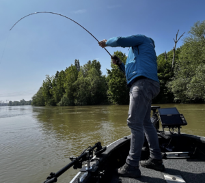 Peche du sandre en verticale combat